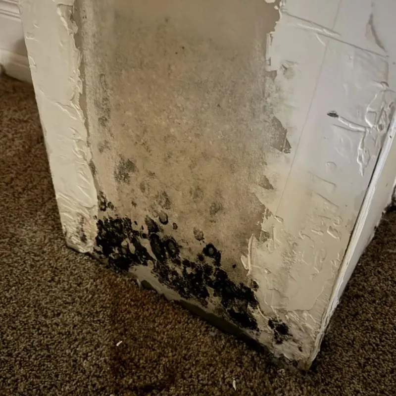 Professional Mold Removal in Lake Villa, IL